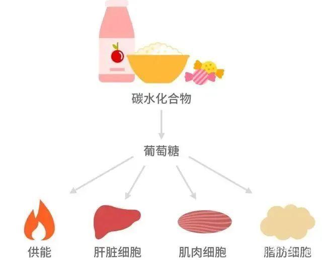 碳水化合物的作用，吃碳水化合物的作用（减肥=不吃“碳水”）