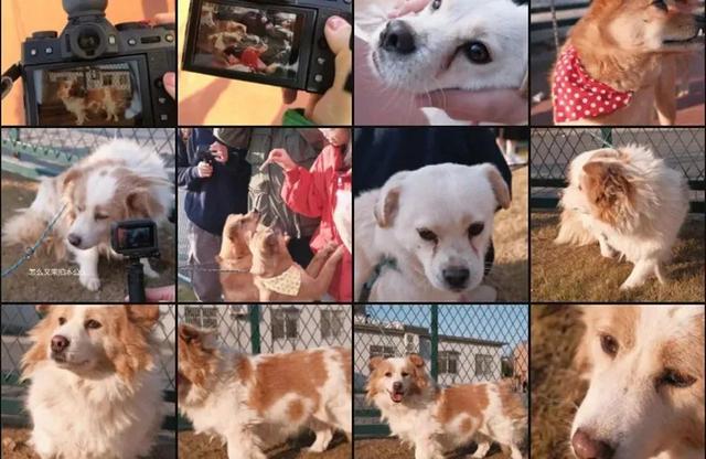 狗带什么意思，网络语:狗带是什么意思（上海一高校大学生争相遛流浪狗）