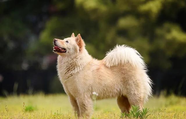 狗带什么意思，网络语:狗带是什么意思（上海一高校大学生争相遛流浪狗）