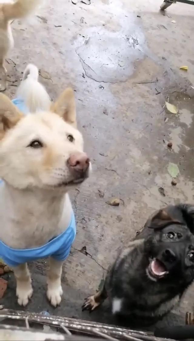 狗带什么意思，网络语:狗带是什么意思（上海一高校大学生争相遛流浪狗）