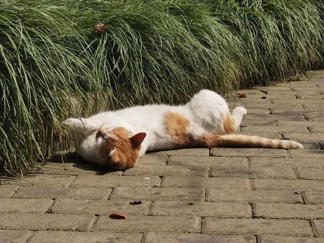 狗带什么意思，网络语:狗带是什么意思（上海一高校大学生争相遛流浪狗）