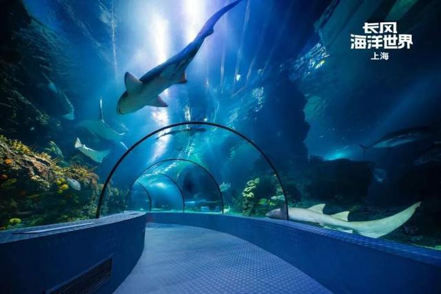 苏州有海底世界吗门票地点，苏州附近哪里有海底世界（这条21公里的苏河岸线上有哪些文旅新体验）