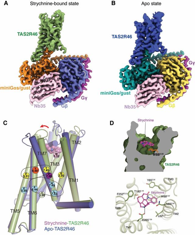 什么是离子通道受体它有那些特点，以下何种受体不属于离子通道受体（上科大研究团队揭开苦味受体的“神秘面纱”）