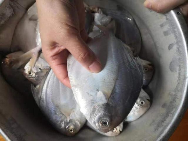 小黄鱼多少钱一斤，小黄鱼多少钱一斤市场价（肥硕的条虾、壮实的梭子蟹、鲜嫩的带鱼……东黄海等海鲜进入上市高峰）