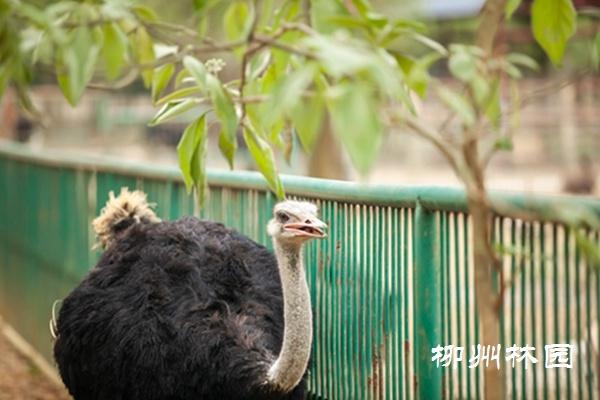 什么动物眼睛最多，眼睛最多的动物（鸵鸟的大眼睛）