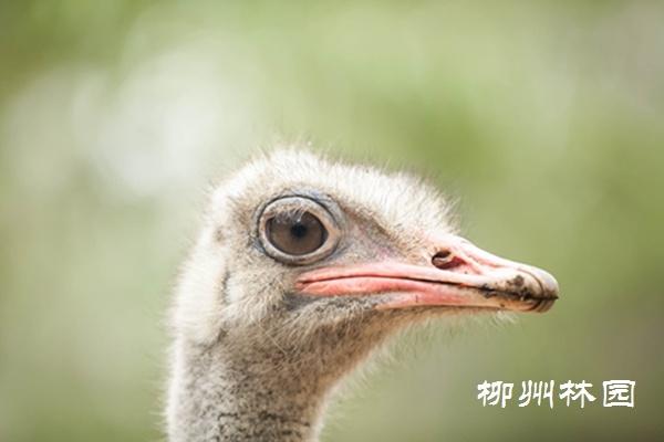 什么动物眼睛最多，眼睛最多的动物（鸵鸟的大眼睛）