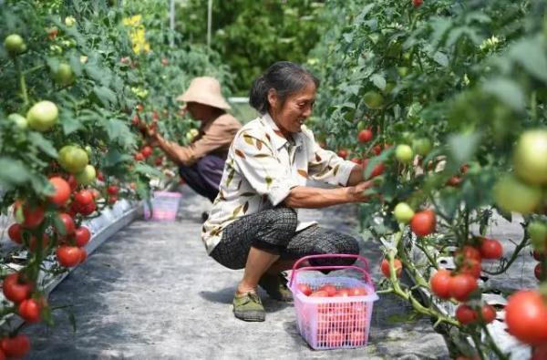 西红柿属于水果类还是蔬菜类，西红柿属于水果还是蔬菜（为什么吃不出小时候的味道了）