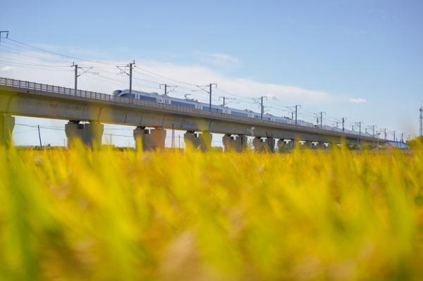 稻谷万顷打一个字是什么，稻谷用一个字怎么形容（“吉林大米”秋收美如画）