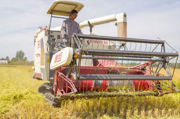 稻谷万顷打一个字是什么，稻谷用一个字怎么形容（“吉林大米”秋收美如画）