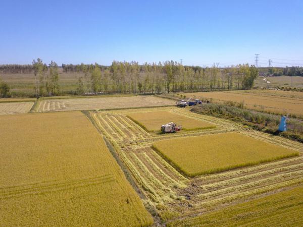 稻谷万顷打一个字是什么，稻谷用一个字怎么形容（“吉林大米”秋收美如画）