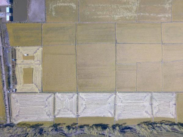 稻谷万顷打一个字是什么，稻谷用一个字怎么形容（“吉林大米”秋收美如画）