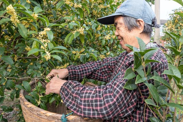 二十四节气歌歌词，二十四节气歌歌词 24节气（二十四节气）