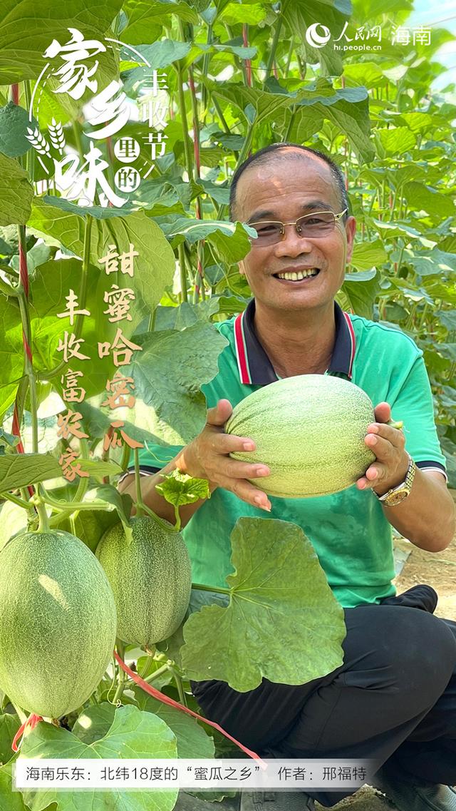 海南哈密瓜产地在哪里，海南哈密瓜种类（感受“丰”景海南）