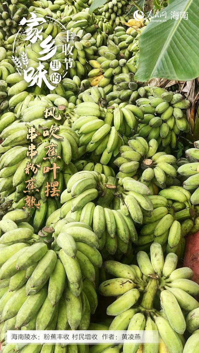 海南哈密瓜产地在哪里，海南哈密瓜种类（感受“丰”景海南）