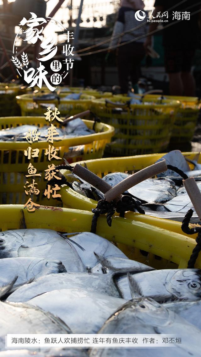 海南哈密瓜产地在哪里，海南哈密瓜种类（感受“丰”景海南）