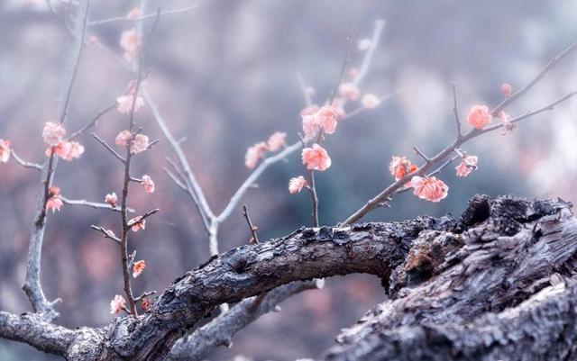 梦见下雪扫雪，梦见下雪扫雪雪化了（岁月深处的大昆仑·张玉霞）