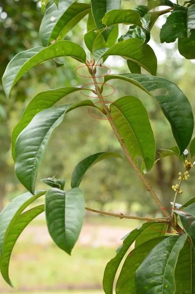 桂花为什么那么香，桂花为什么那么香的诗句（所有的桂花都香吗）