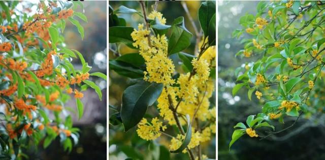 桂花为什么那么香，桂花为什么那么香的诗句（所有的桂花都香吗）