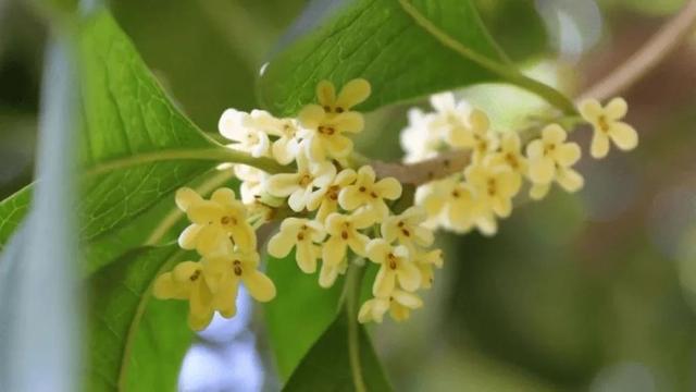 桂花为什么那么香，桂花为什么那么香的诗句（所有的桂花都香吗）