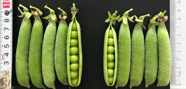 腊月二十三吃什么，腊月二十三小年吃什么食物（中国豌豆基因组高质量精细物理图谱绘制成功）