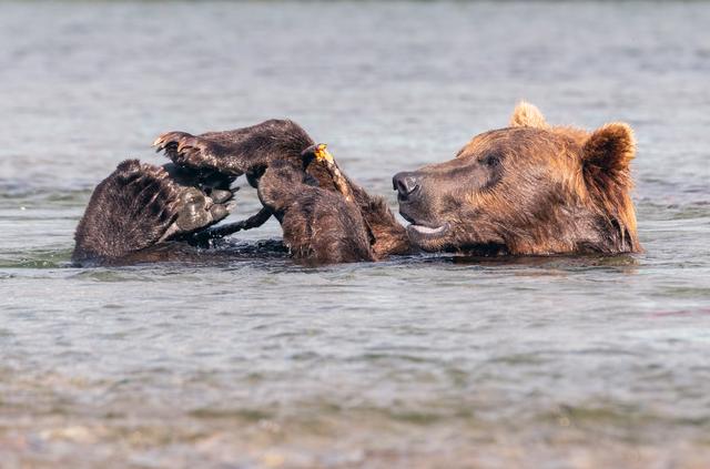 美国的代表动物，美国动物代表什么（美国阿拉斯加棕熊漂浮在湖面）