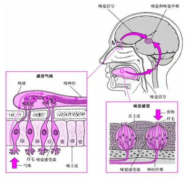 螺蛳粉是什么做的，螺蛳粉是用什么材料做的（还是尝出来的）