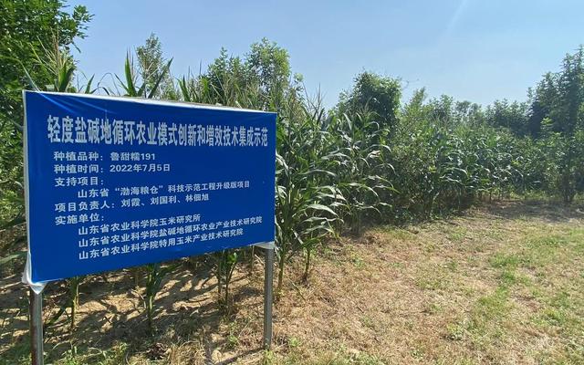 我的世界钓鱼怎么收杆，我的世界钓鱼怎么收杆电脑版（盐碱地丰收丨盐碱地里的甜蜜）