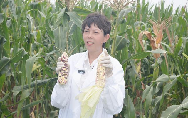 我的世界钓鱼怎么收杆，我的世界钓鱼怎么收杆电脑版（盐碱地丰收丨盐碱地里的甜蜜）