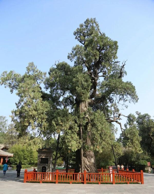 5000岁以上古树"寿星"都在陕西