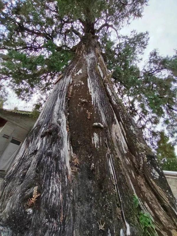 5000岁以上古树"寿星"都在陕西