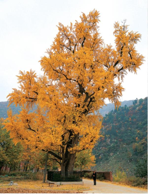 5000岁以上古树"寿星"都在陕西