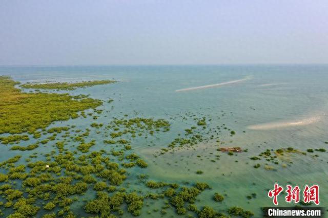 广西北海金海湾红树林“海上森林”白鹭飞舞