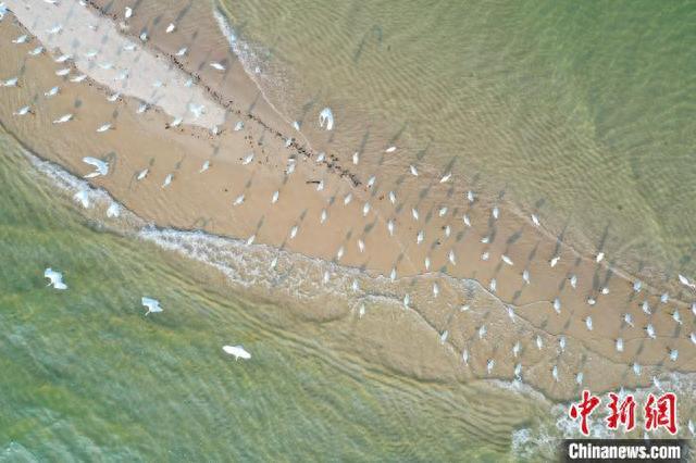 广西北海金海湾红树林“海上森林”白鹭飞舞