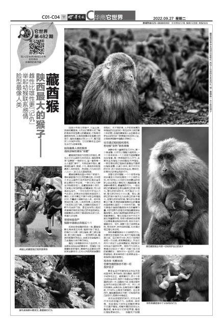 它既是中国特有物种,也是猕猴属中体型最大的猴子,雄性体重能达到20
