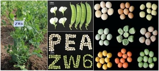 腊月二十三吃什么，腊月二十三小年吃什么食物（中国豌豆基因组高质量精细物理图谱绘制成功）