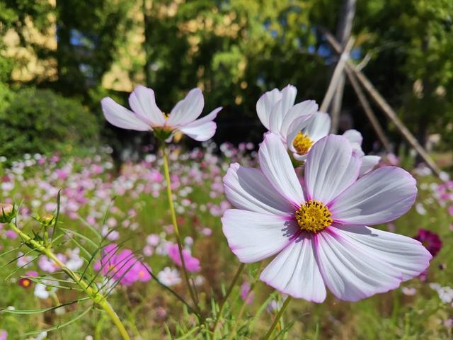 我想知道双镜头什么意思简单点，照相机双镜头什么意思（3200万像素前置双摄让自拍更美）