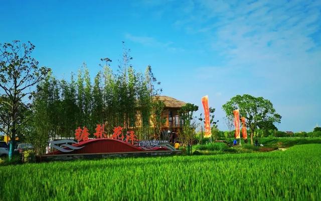 什么叫糖梨花，梨花的花朵是什么样的（“总部村落+自然学堂”）