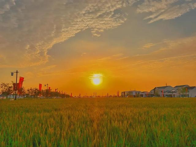 什么叫糖梨花，梨花的花朵是什么样的（“总部村落+自然学堂”）