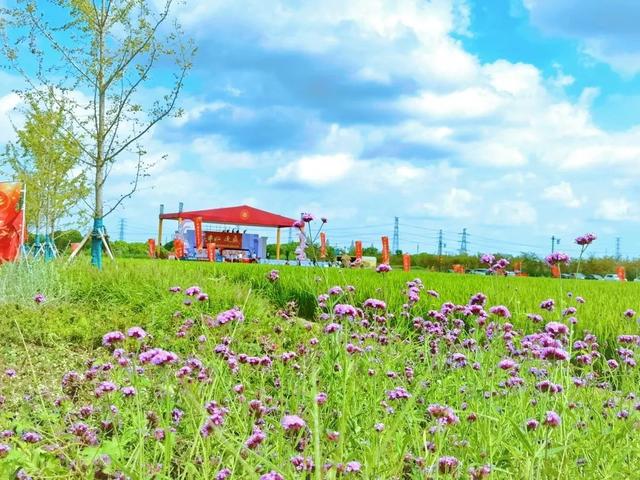 什么叫糖梨花，梨花的花朵是什么样的（“总部村落+自然学堂”）