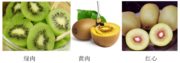 奇异果和猕猴桃的区别，猕猴桃与奇异果有何区别（中国猕猴桃的“觉醒年代”丨花花万物）