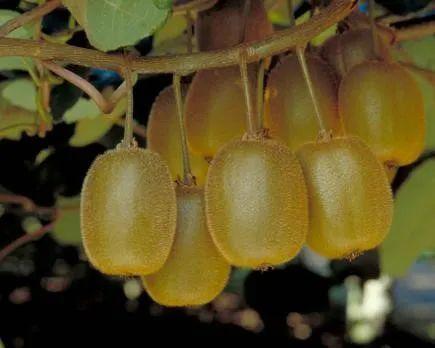 奇异果和猕猴桃的区别，猕猴桃与奇异果有何区别（中国猕猴桃的“觉醒年代”丨花花万物）