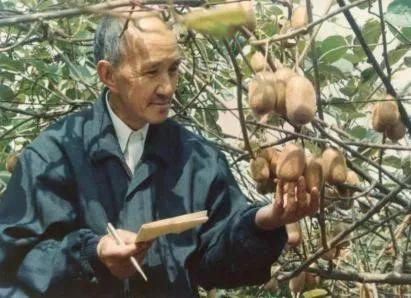 奇异果和猕猴桃的区别，猕猴桃与奇异果有何区别（中国猕猴桃的“觉醒年代”丨花花万物）