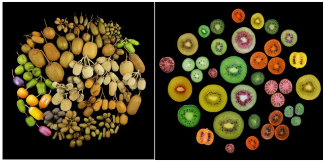 奇异果和猕猴桃的区别，猕猴桃与奇异果有何区别（中国猕猴桃的“觉醒年代”丨花花万物）