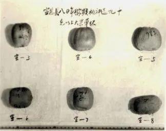 奇异果和猕猴桃的区别，猕猴桃与奇异果有何区别（中国猕猴桃的“觉醒年代”丨花花万物）