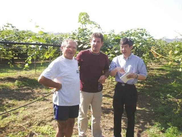 奇异果和猕猴桃的区别，猕猴桃与奇异果有何区别（中国猕猴桃的“觉醒年代”丨花花万物）