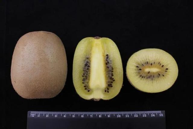 奇异果和猕猴桃的区别，猕猴桃与奇异果有何区别（中国猕猴桃的“觉醒年代”丨花花万物）