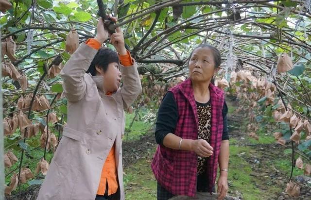 奇异果和猕猴桃的区别，猕猴桃与奇异果有何区别（中国猕猴桃的“觉醒年代”丨花花万物）