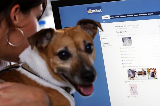 柯基犬价格大概多少钱一只，柴犬价格大概多少钱一只（英女王去世后柯基犬在线价格暴涨）