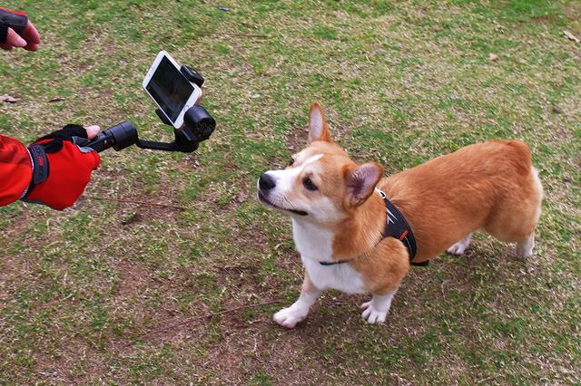 柯基犬价格大概多少钱一只，柴犬价格大概多少钱一只（英女王去世后柯基犬在线价格暴涨）
