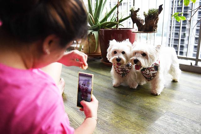 柯基犬价格大概多少钱一只，柴犬价格大概多少钱一只（英女王去世后柯基犬在线价格暴涨）